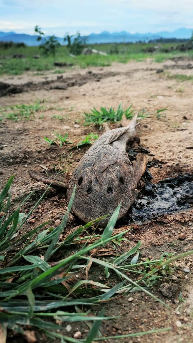 Uhynutý pancierník na vyschnutom riečisku — ryba mimo vody na blatnatom dne