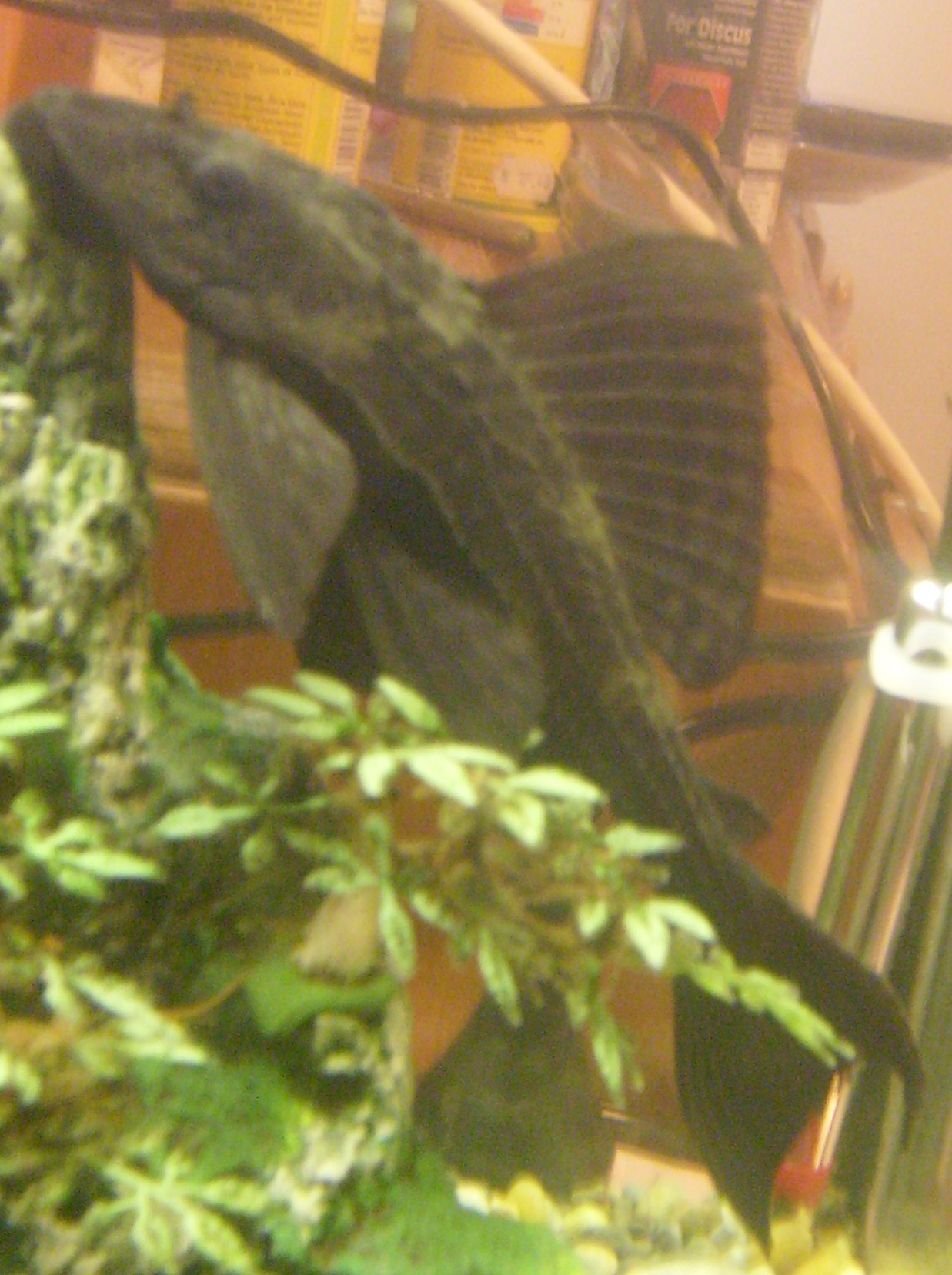 Plecostomus obyčajný prisatý na skle akvária pri umelých rastlinách