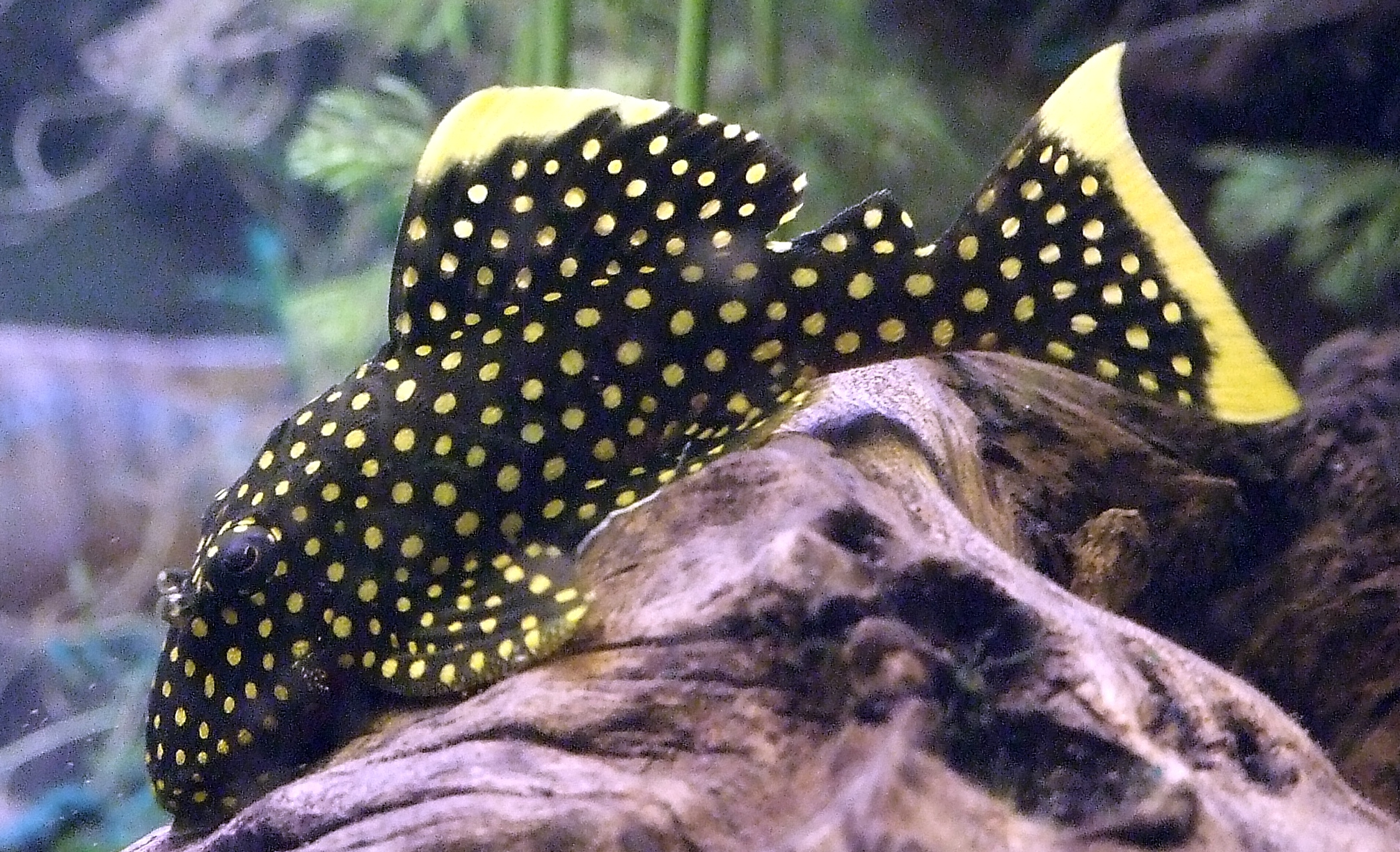 Gold nugget pleco (L018)