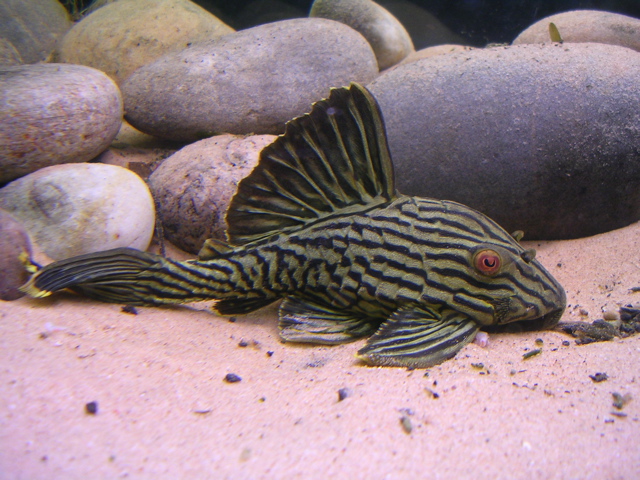 Foto 6