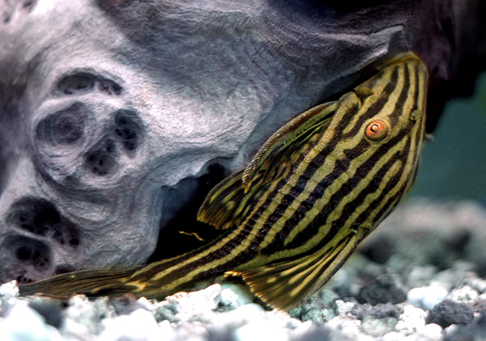 Royal pleco