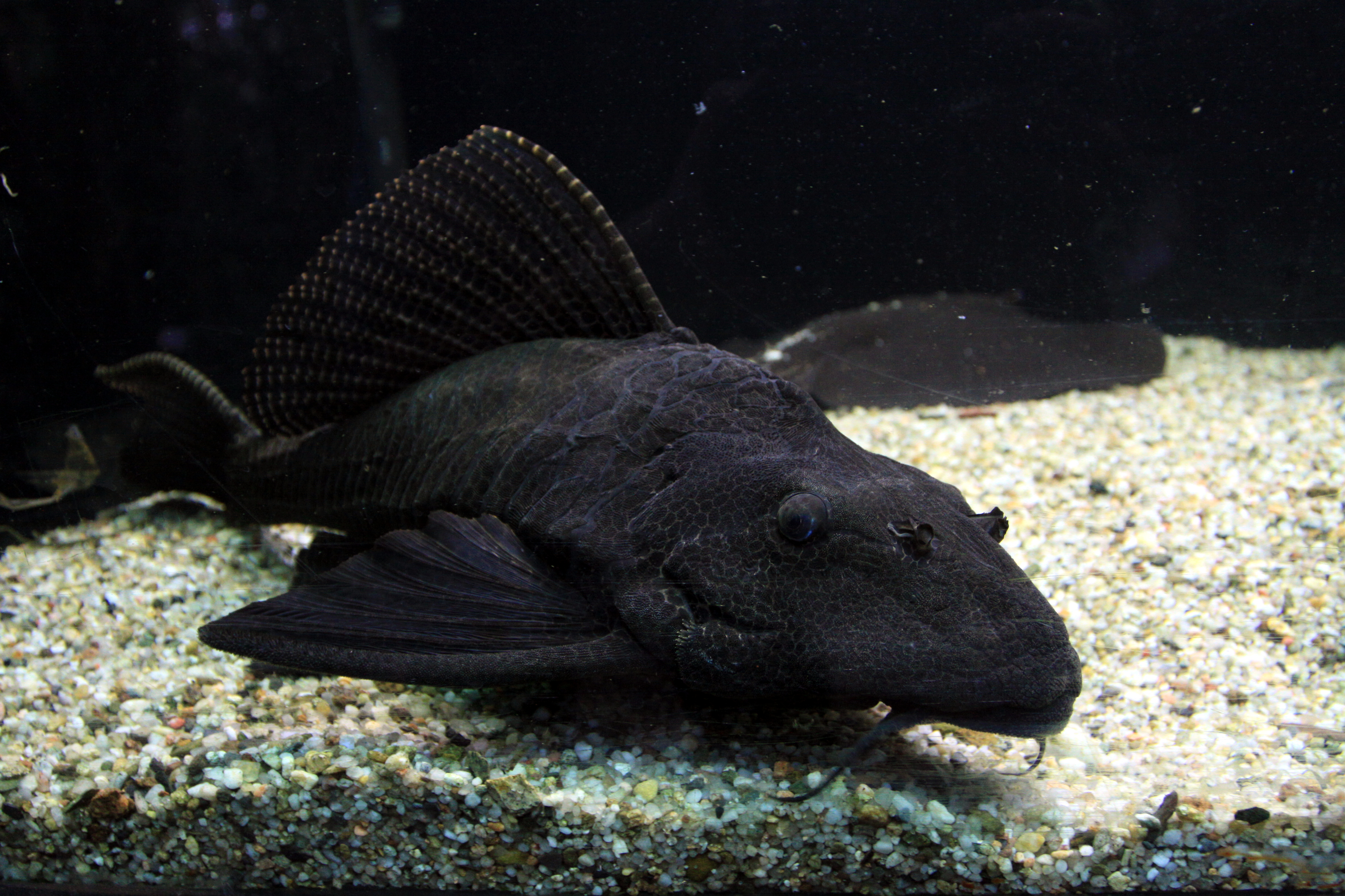 Plecostomus sailfin