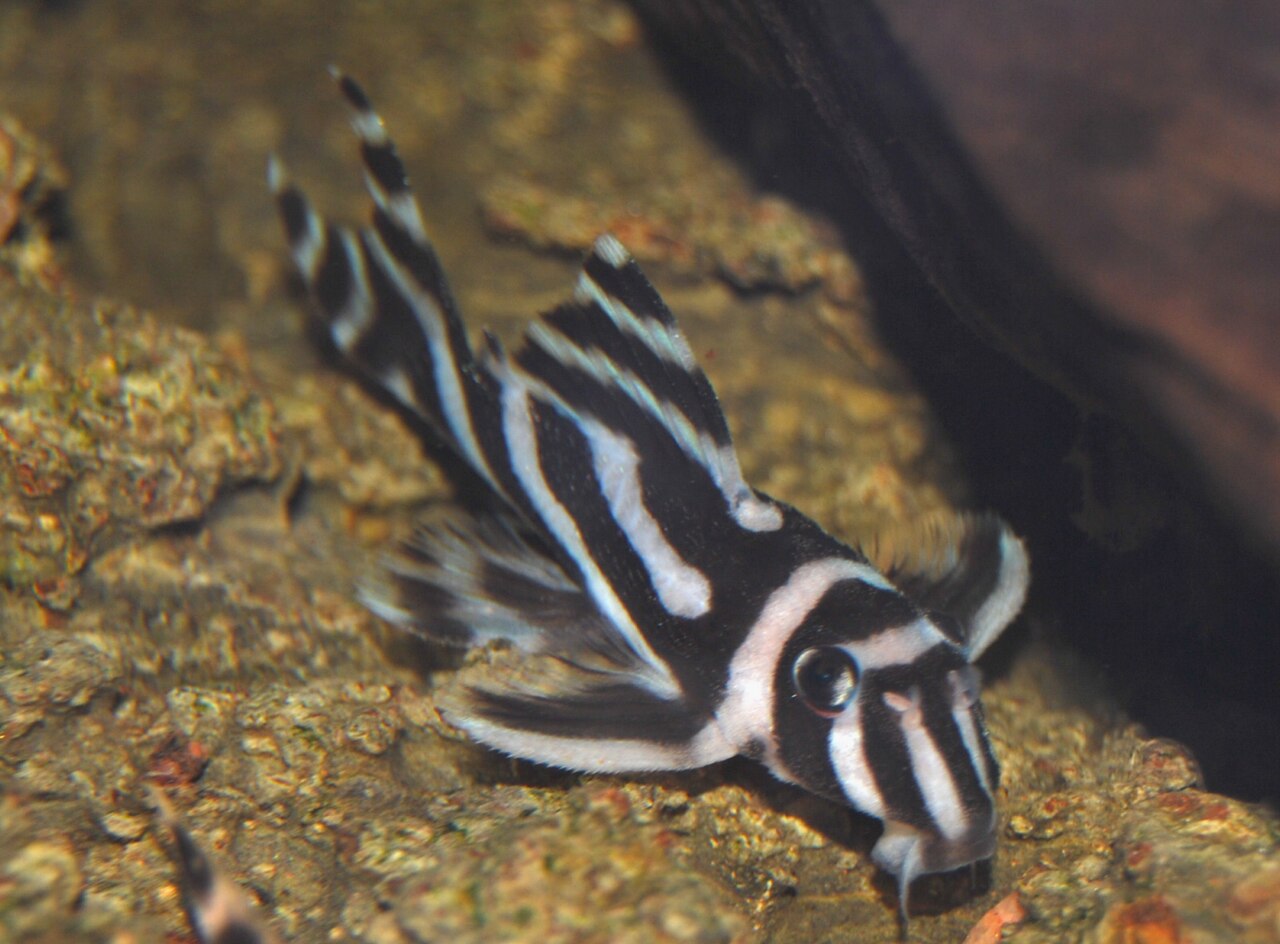 Zebra pleco (L046)