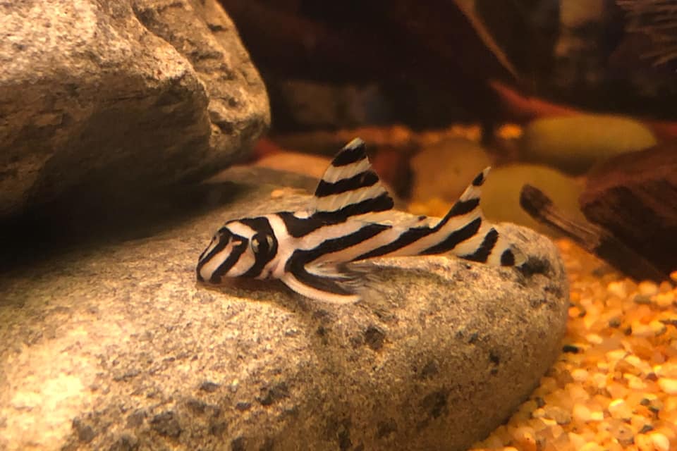 Mladý zebra pleco (Hypancistrus zebra) medzi kameňmi v akváriu