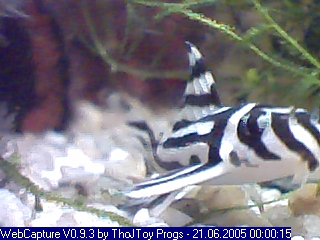 Detail kresby pruhov zebra pleca (Hypancistrus zebra, L046)