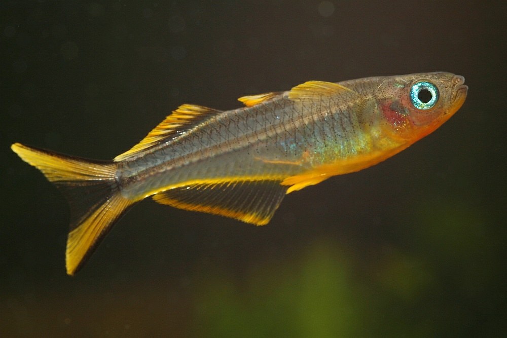 Vidlicovec žltoplutvý (Pseudomugil furcatus)
