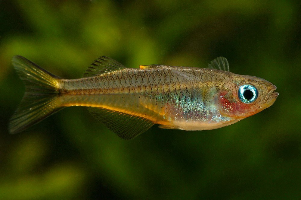 Vidlicovec žltoplutvý (Pseudomugil furcatus) so striedmejším sfarbením a kratšími plutvami