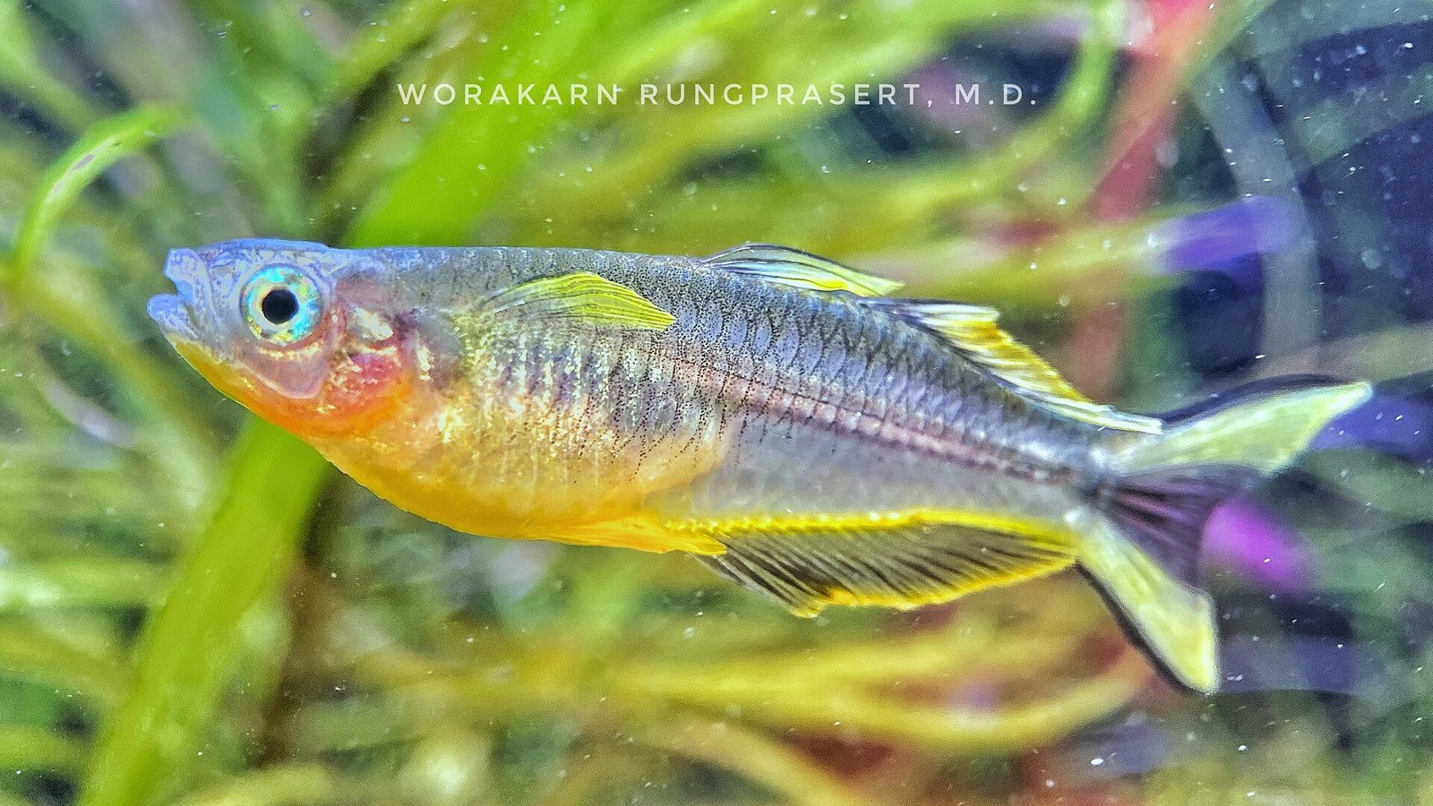 Vidlicovec žltoplutvý (Pseudomugil furcatus) — detail tela a žlto lemovaných plutiev medzi rastlinami