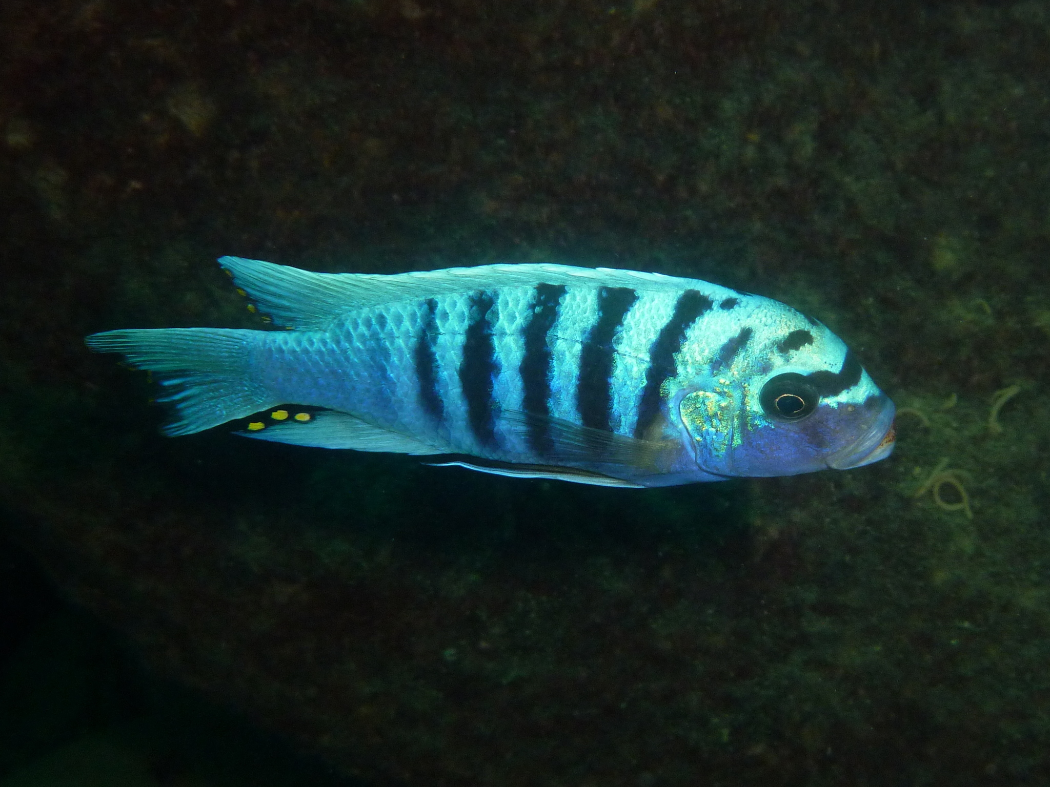 Mbuna zebra