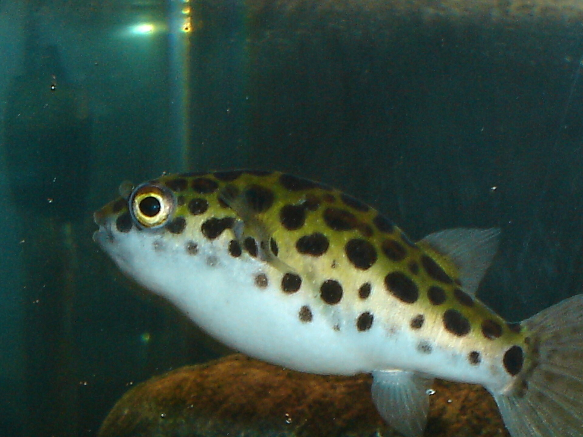 Štvorzubec zelenoškvrnitý (green spotted puffer) (Dichotomyctere nigroviridis)