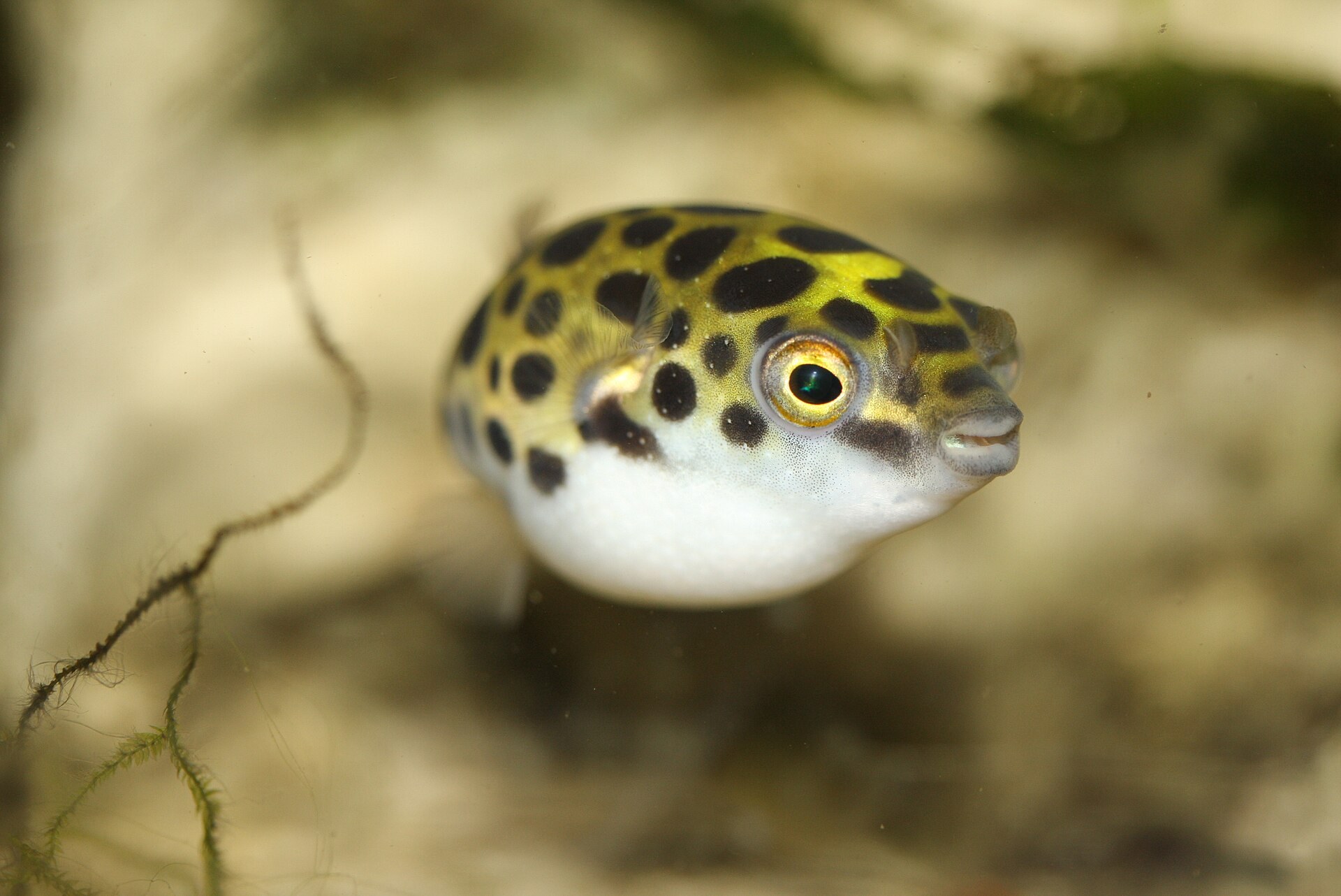 Štvorzubec zelenoškvrnitý (Dichotomyctere nigroviridis) — bočný pohľad na sfarbenie