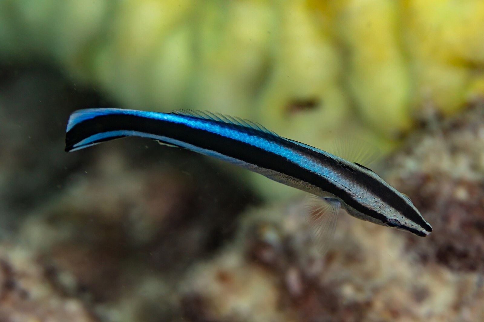 Pyskáč čistič (Labroides dimidiatus)