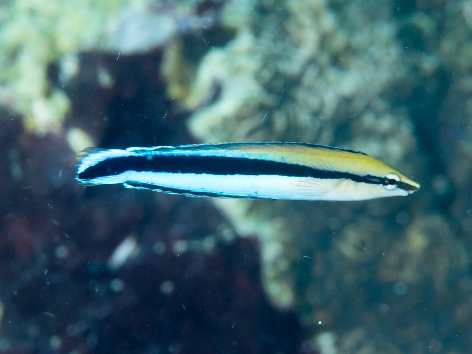Pyskáč čistič (Labroides dimidiatus) — detail sfarbenia so žltozeleným predkom tela