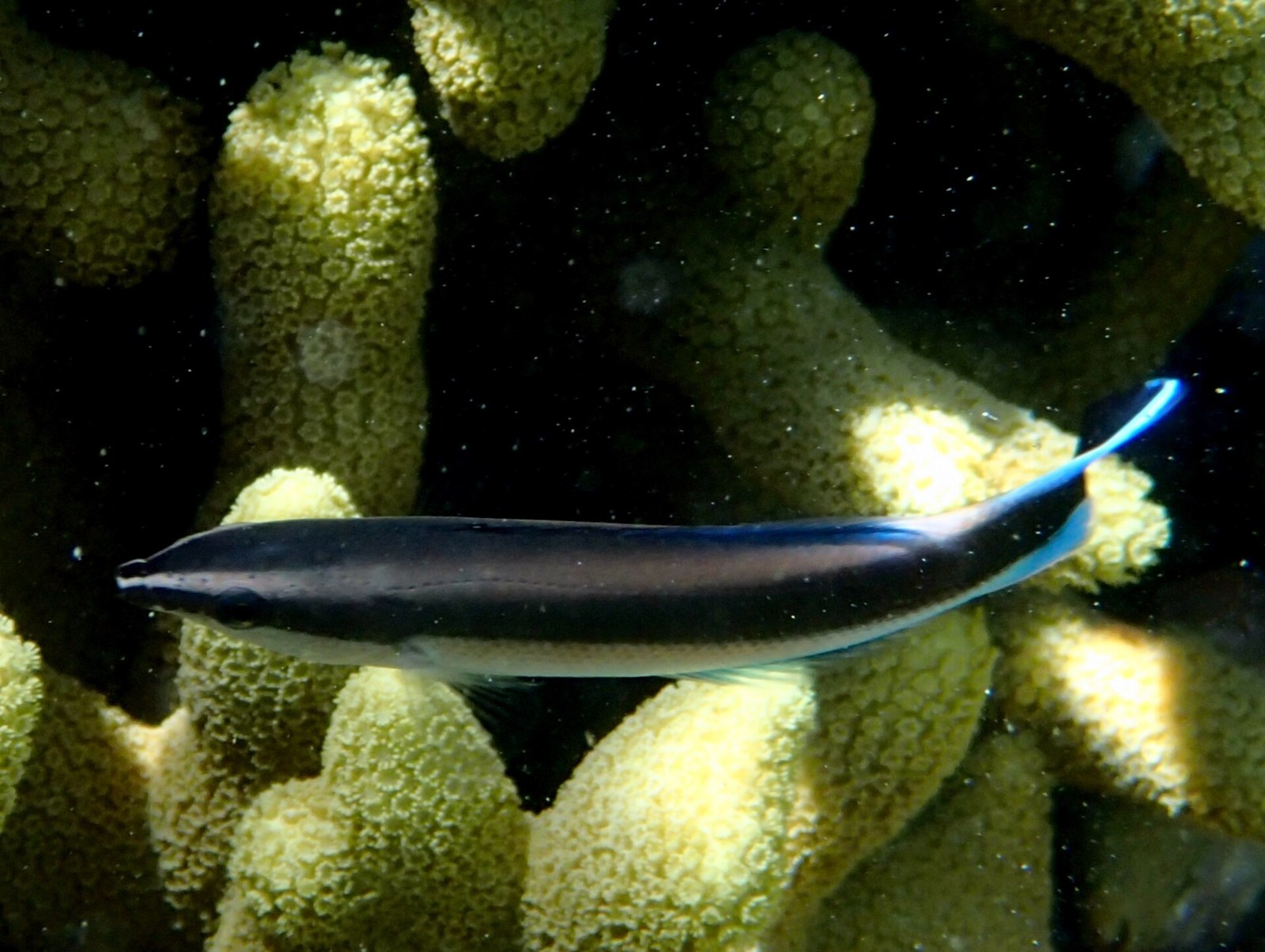 Pyskáč čistič (Labroides dimidiatus) pri kolónii koralu, viditeľné koncové ústa na špičke ňufáka
