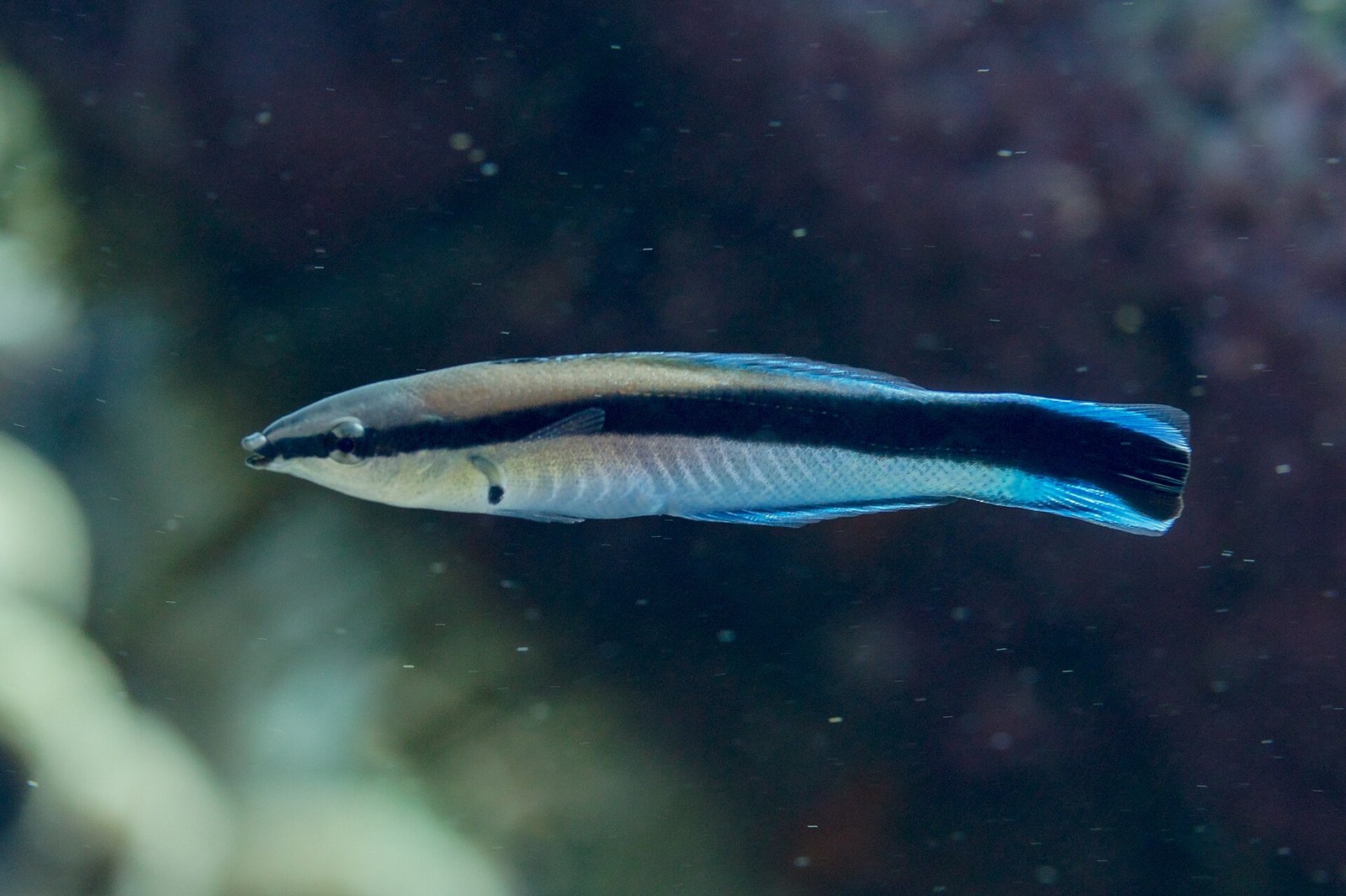 Pyskáč čistič (Labroides dimidiatus) — bočný pohľad s modrou chvostovou plutvou