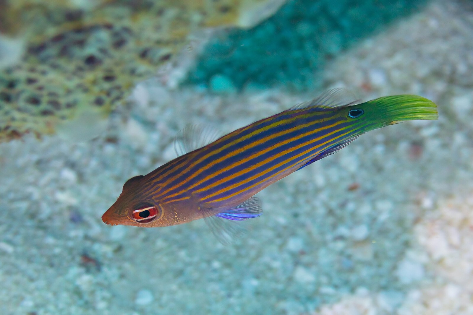 Pyskáč šesťpásy (Pseudocheilinus hexataenia)