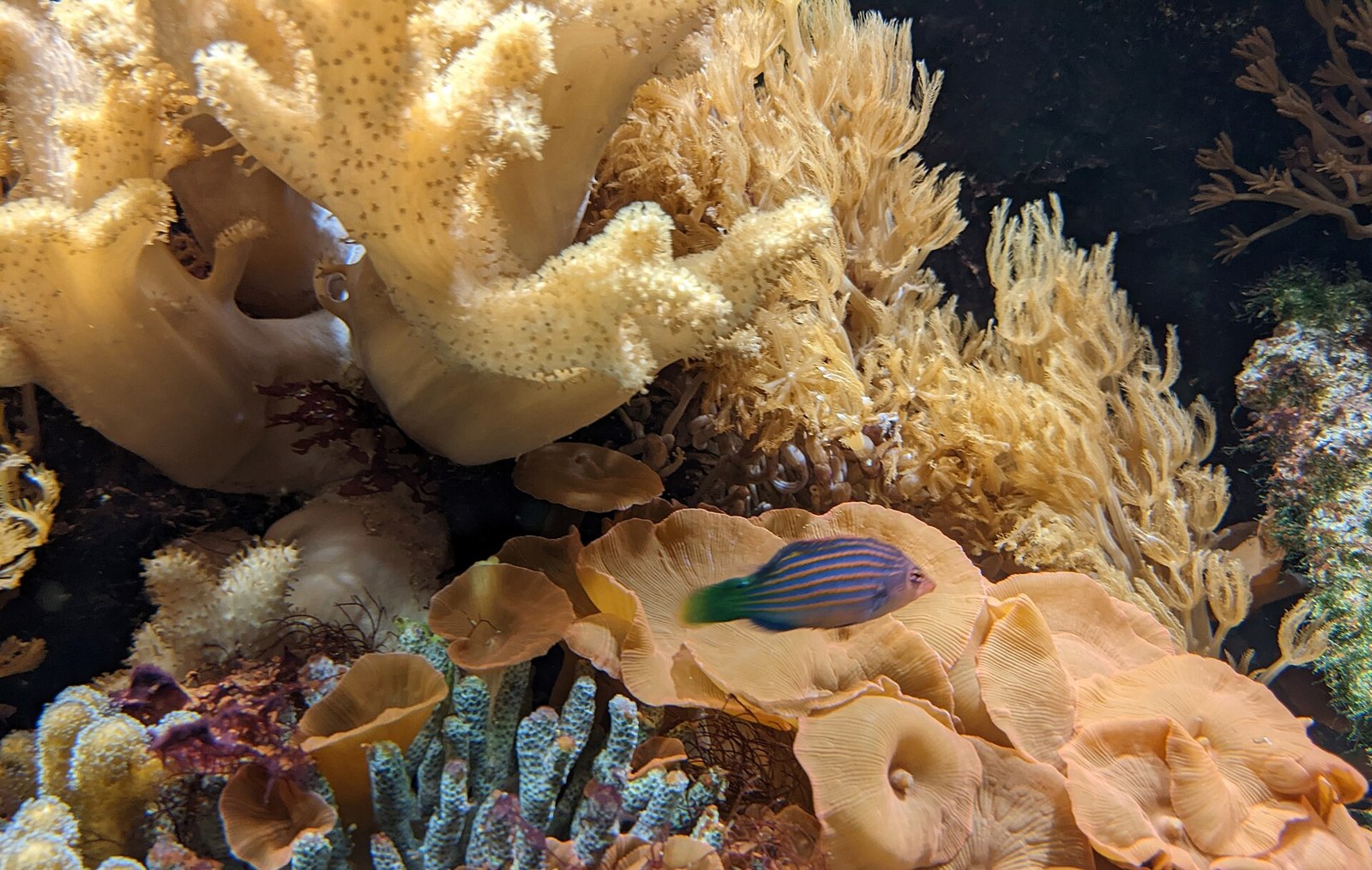 Pyskáč šesťpásy v reef akváriu medzi koralmi