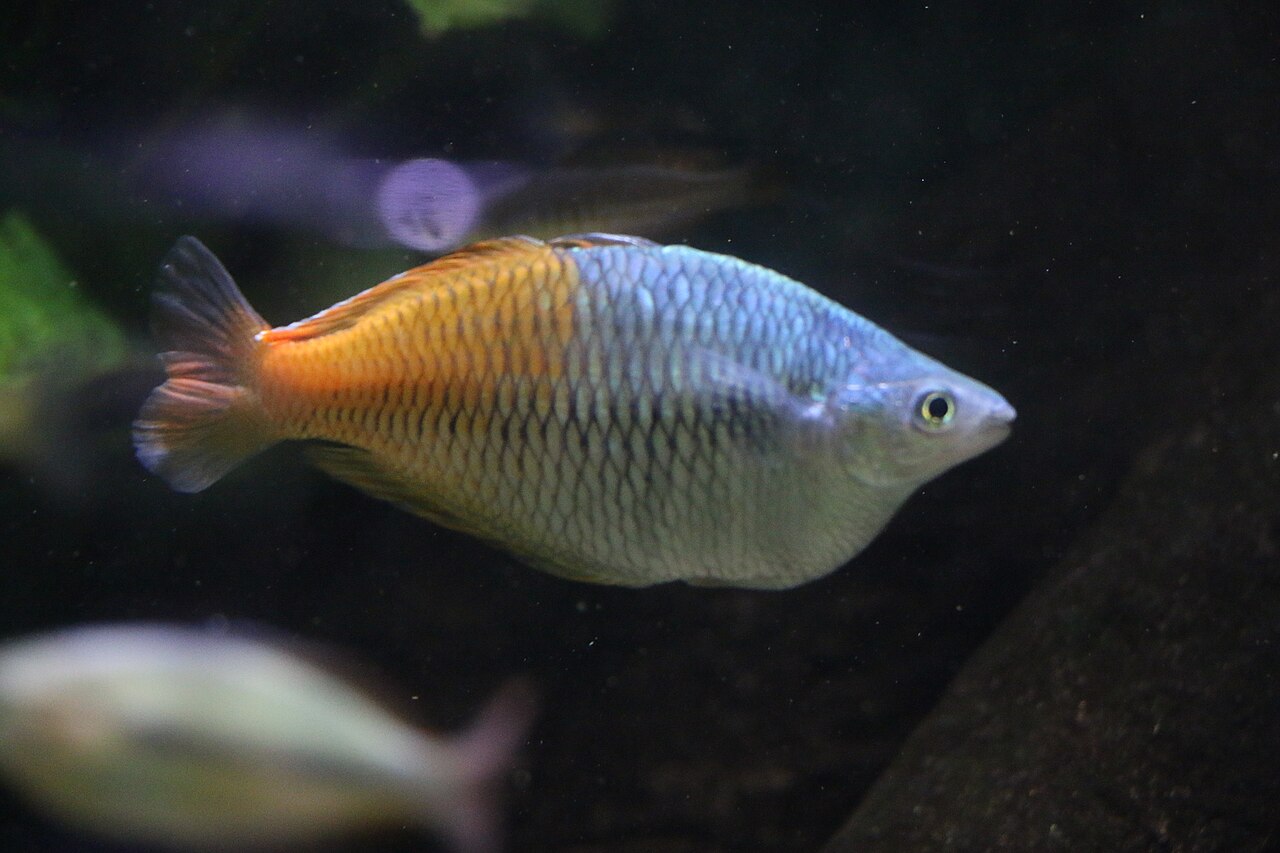Foto 5