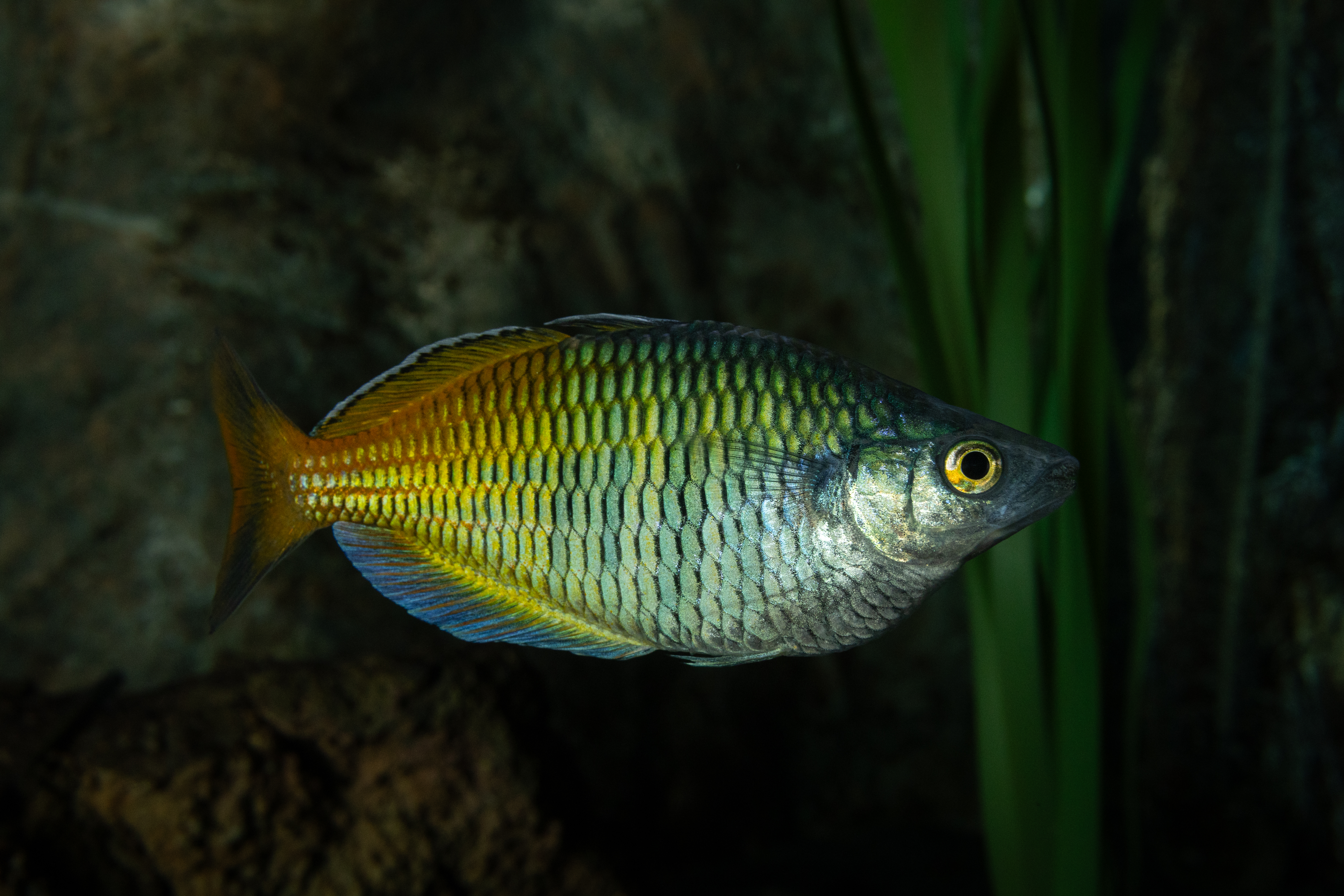 Rainbow boesemani