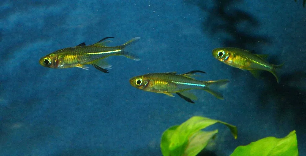 Dúhovka celebeská (Marosatherina ladigesi)