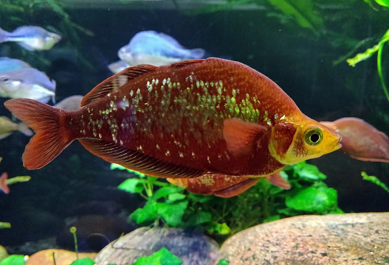 Dúhovka červená (lososová) (Glossolepis incisus)