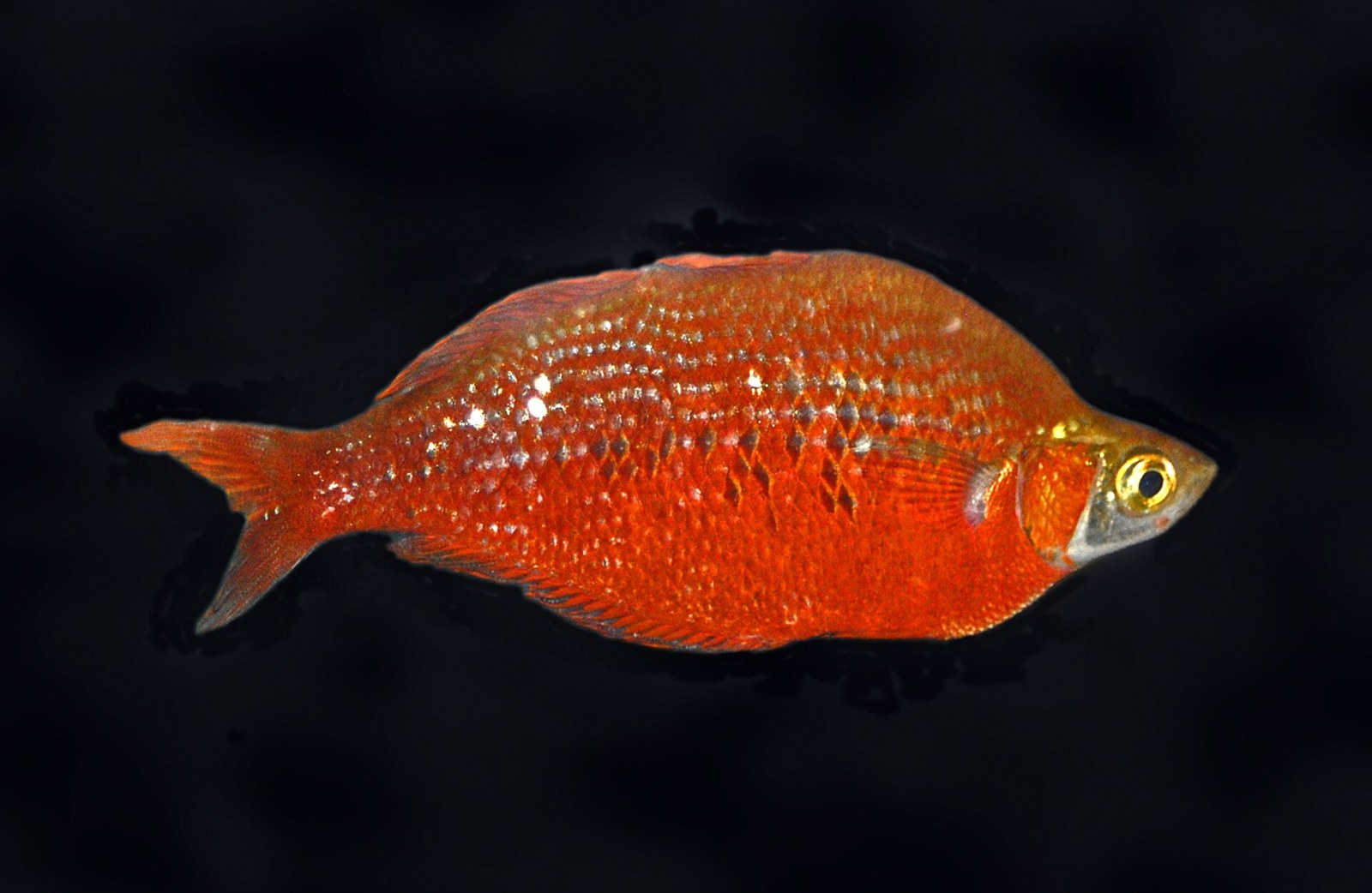 Dúhovka červená (Glossolepis incisus) — sýto červený dospelý samec na tmavom pozadí
