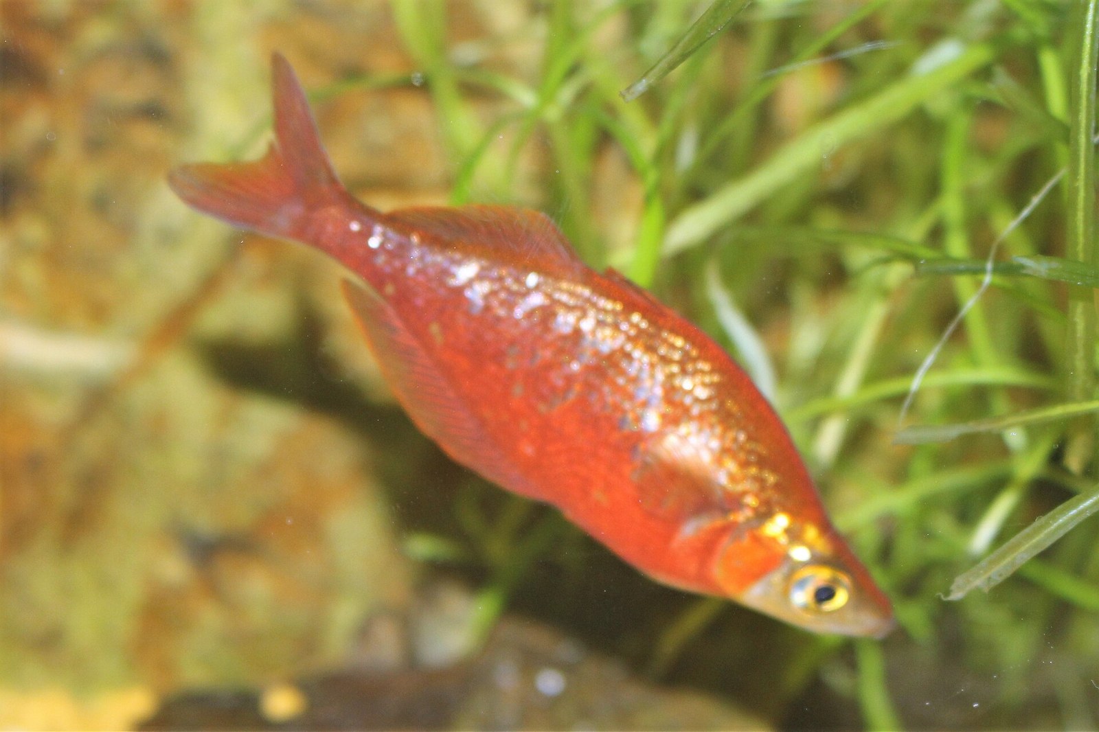 Dúhovka červená (Glossolepis incisus) — červený jedinec so štíhlym telom, chrbát ešte nie je vyklenutý
