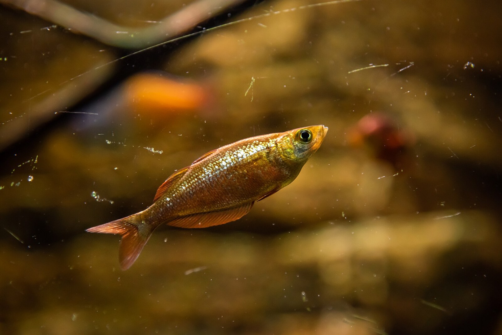 Dúhovka červená (Glossolepis incisus) — nevyfarbený jedinec so striebristo-medeným telom a štíhlym profilom