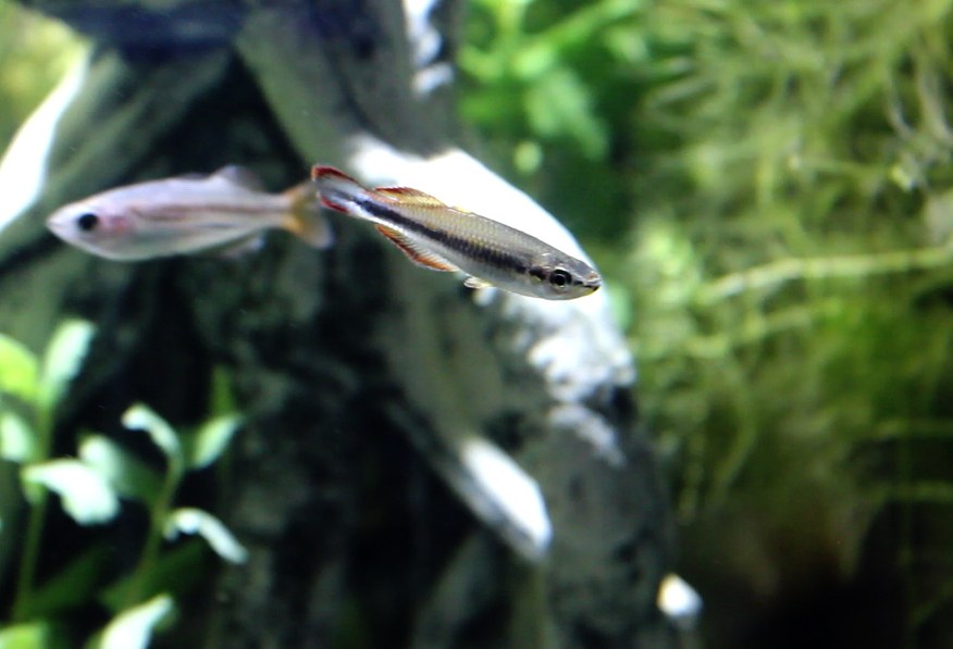 Dúhovka madagaskarská (Bedotia madagascariensis)