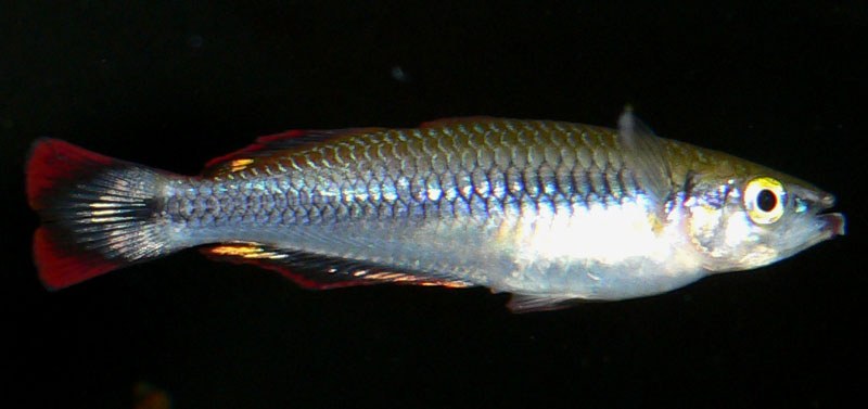 Bedotia geayi (blízky príbuzný dúhovky madagaskarskej) — detail tela a plutiev