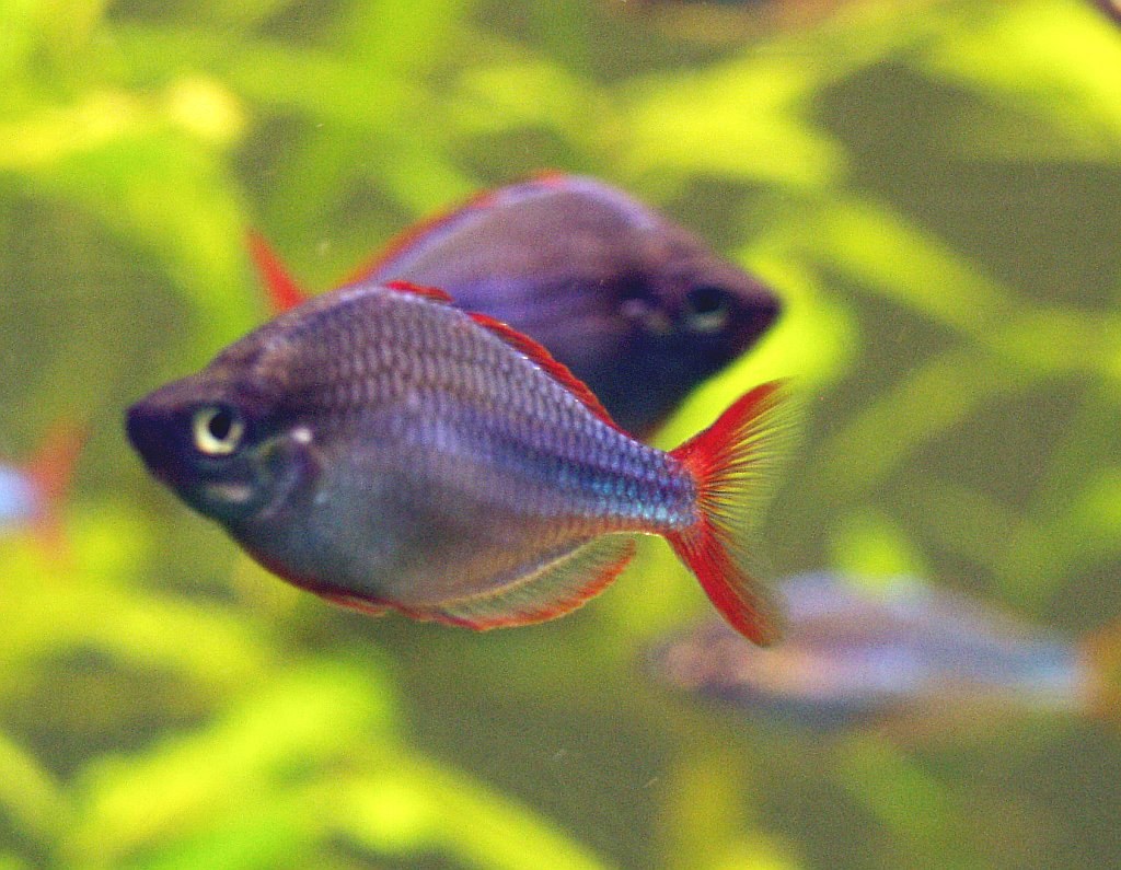 Dúhovka neónová (trpasličia) (Melanotaenia praecox)