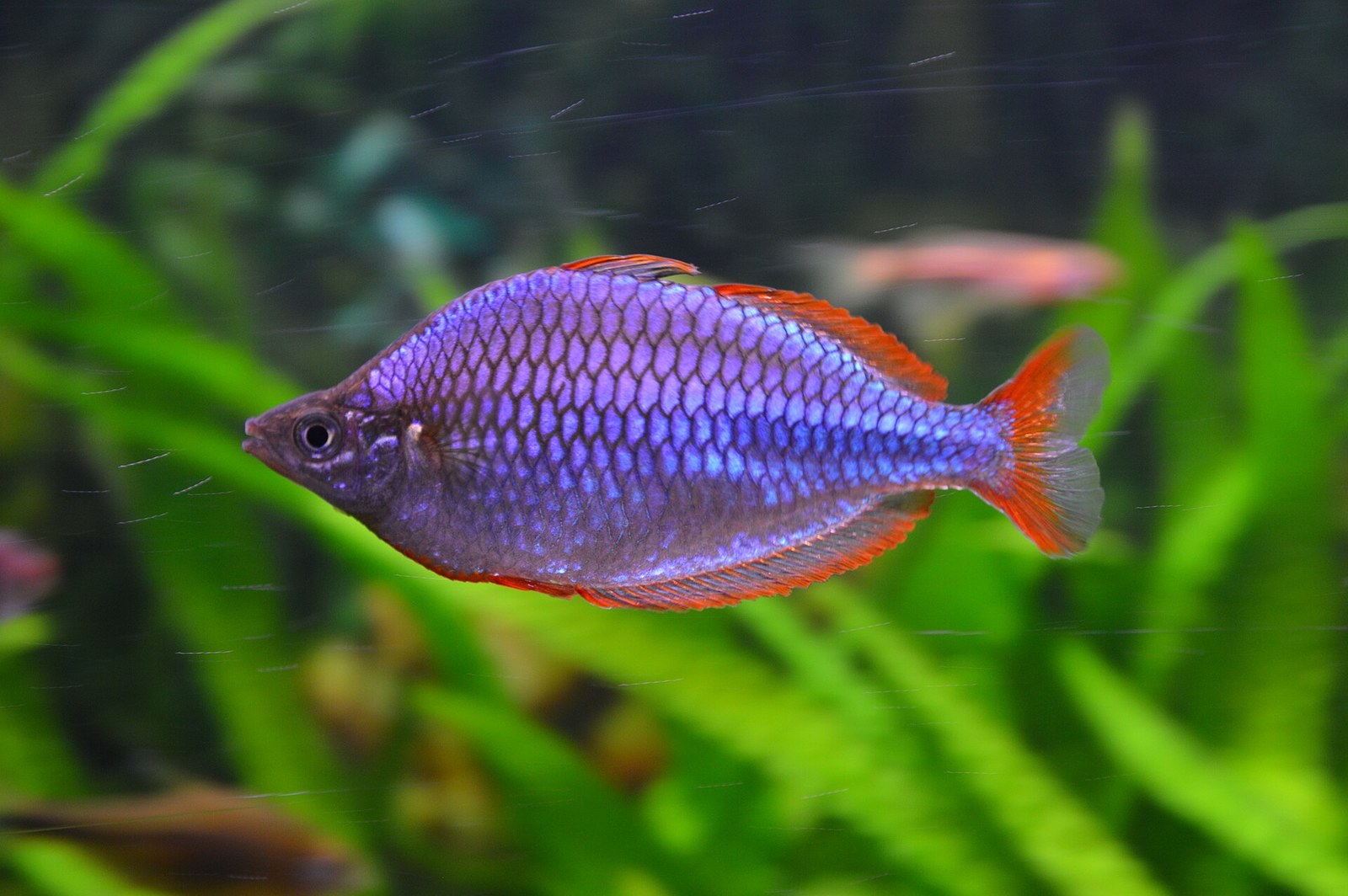 Dospelý samec dúhovky neónovej (Melanotaenia praecox) z boku — kovovo modré šupiny a červené plutvy