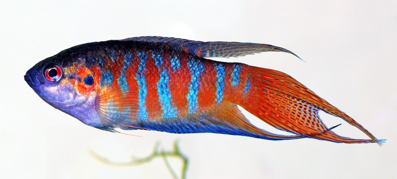 Rajská rybka (makropód) (Macropodus opercularis)