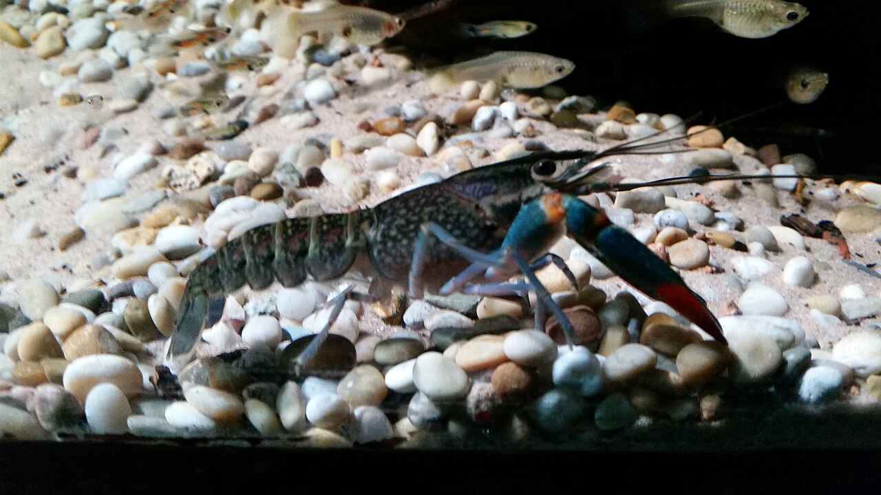 Rak electric blue