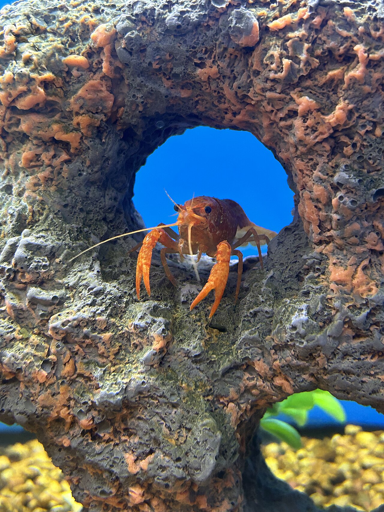 Oranžový rak s úzkymi klepetami v akváriu s lávovou dekoráciou