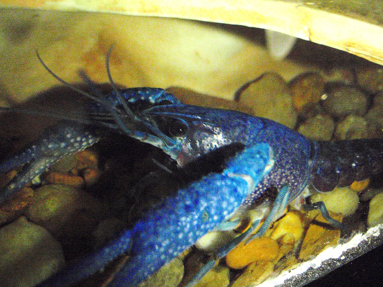 Detail modrého raka electric blue — hlavohruď a klepetá s bielymi hrbolčekmi