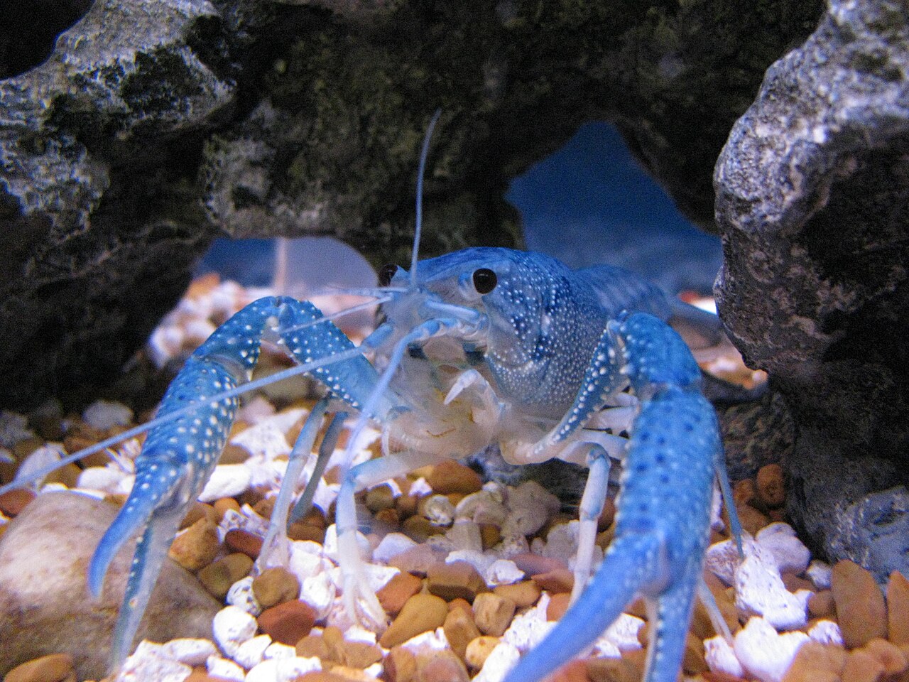 Rak electric blue (Procambarus alleni) — modrý jedinec s bielymi tuberkulami na klepetách v akváriu
