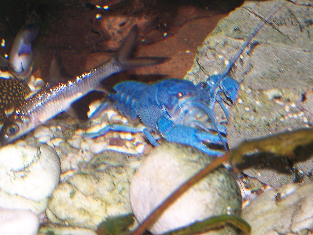 Modrý rak electric blue na štrkovom dne akvária, v pozadí ryba
