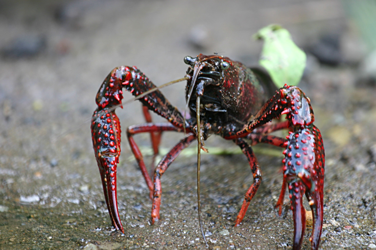 Rak biely (procambarus white)