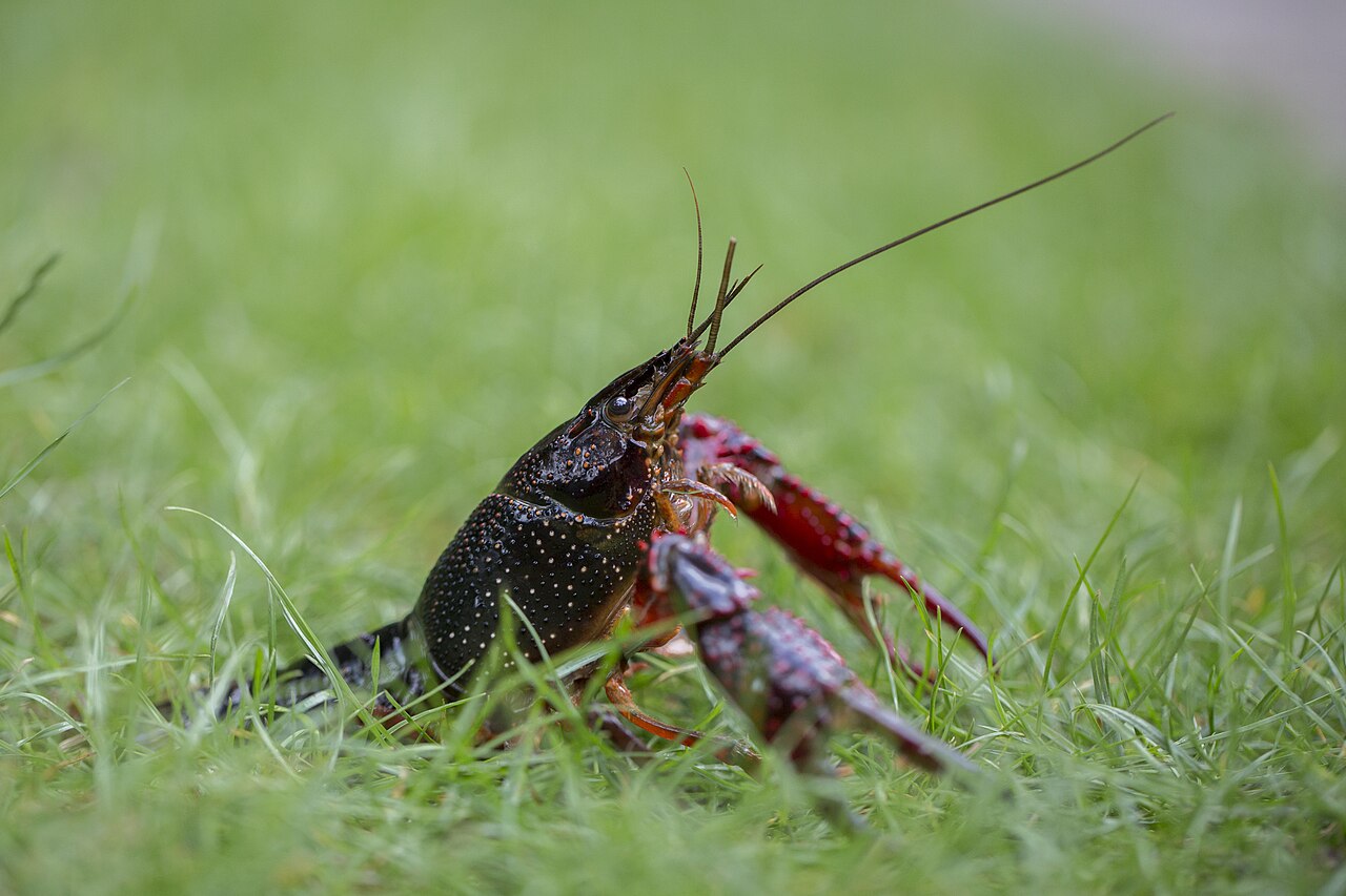 Procambarus clarkii kráčajúci po tráve mimo vody