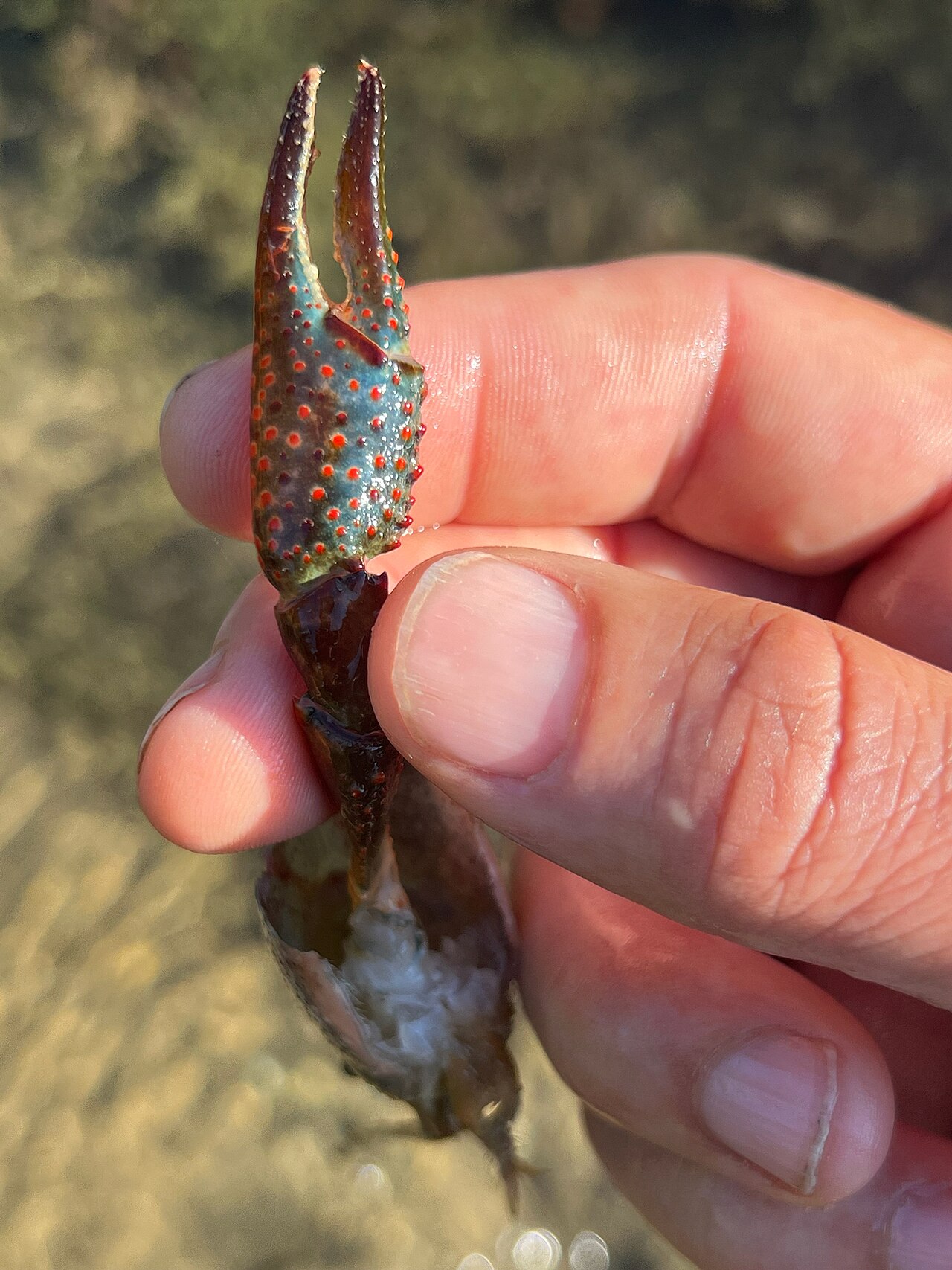 Odlomené klepeto Procambarus clarkii v ľudskej ruke — detail červených tuberkúl na povrchu