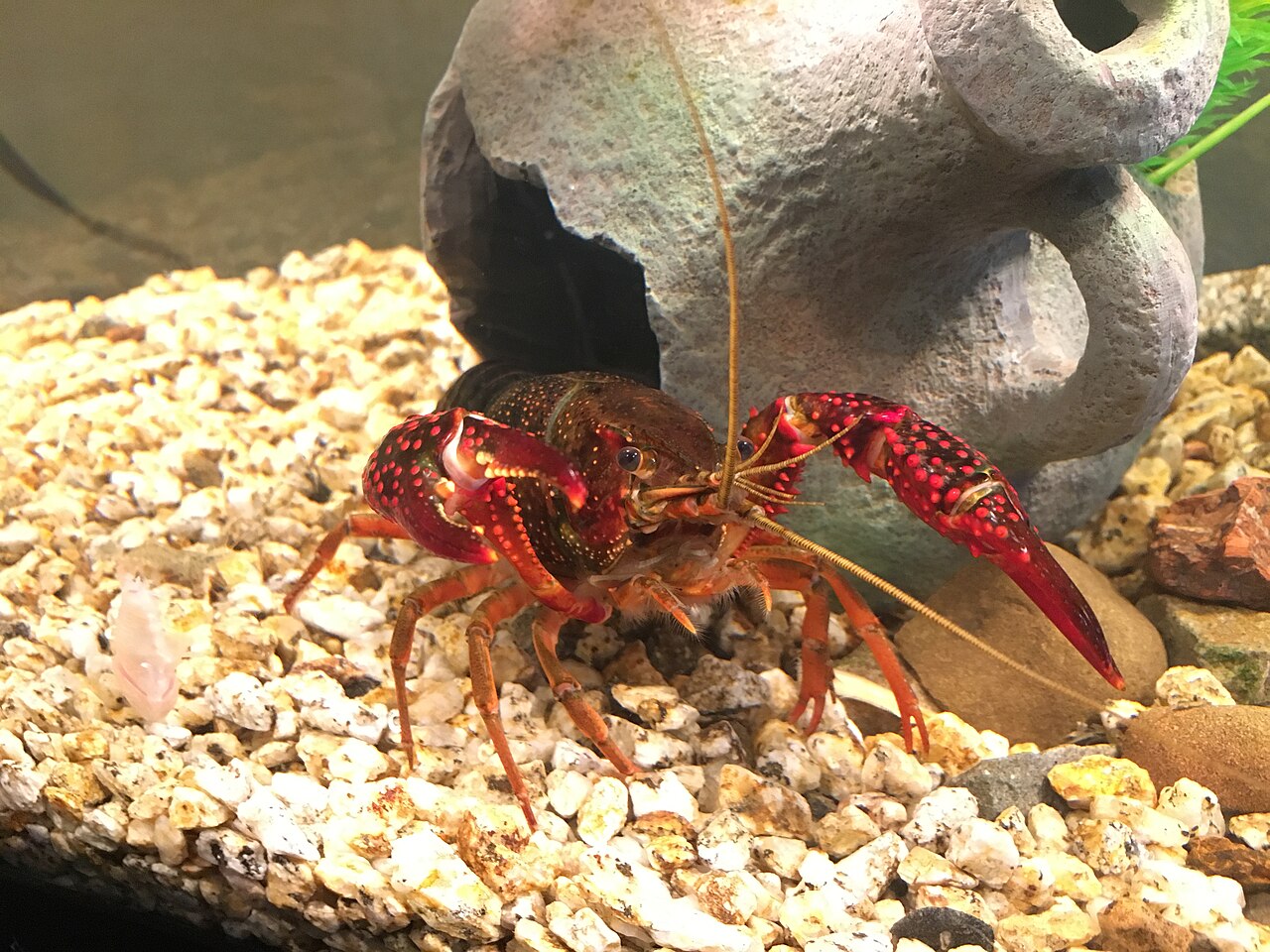 Procambarus clarkii v akváriu so štrkom a keramickým úkrytom