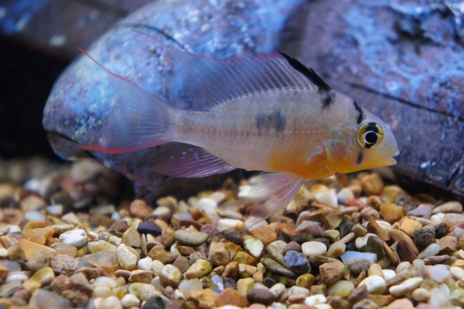 Ramirezka bolívijská (Mikrogeophagus altispinosus)