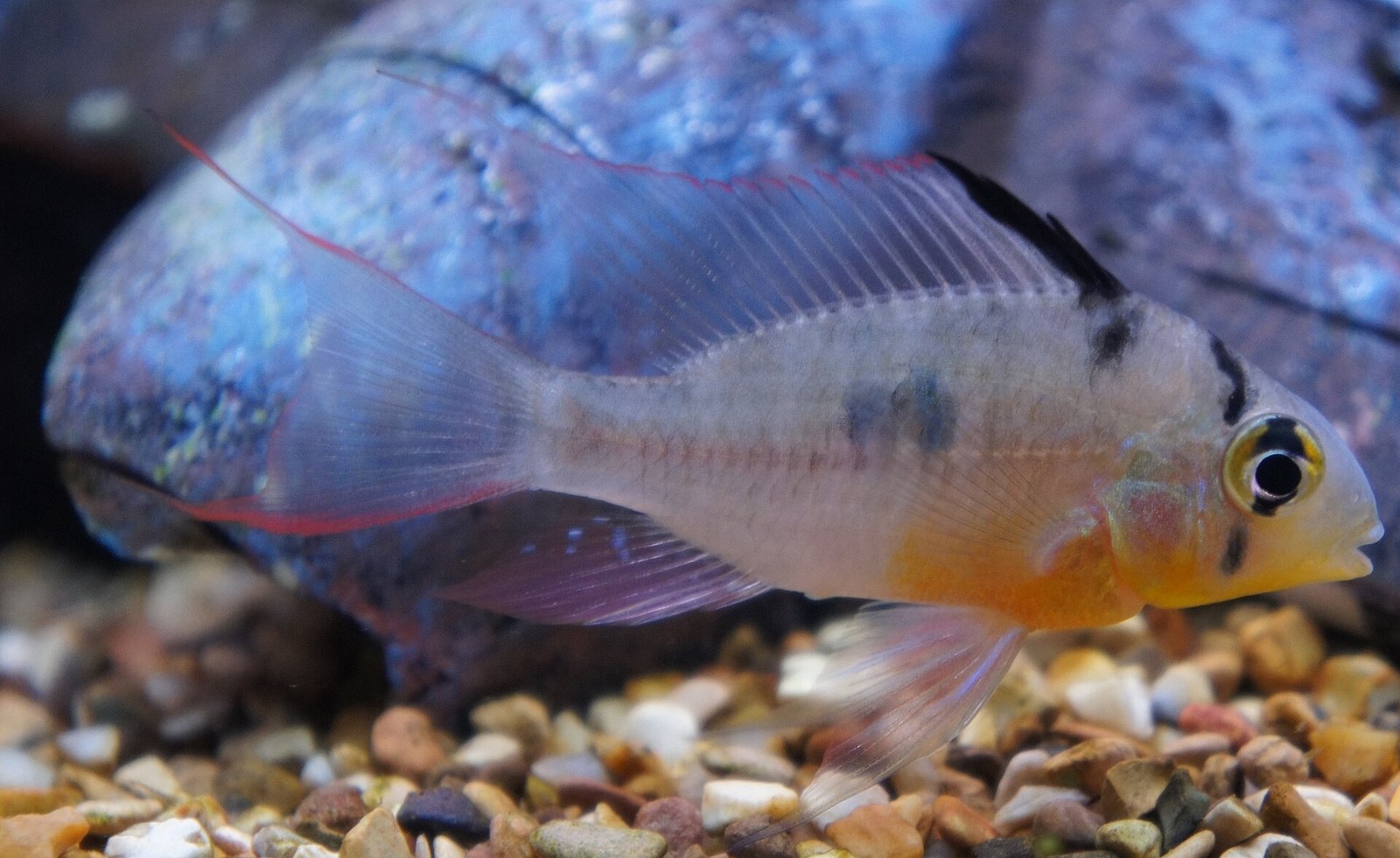 Ramirezka bolívijská (Mikrogeophagus altispinosus) — bočný pohľad na telo s červeno lemovanými plutvami