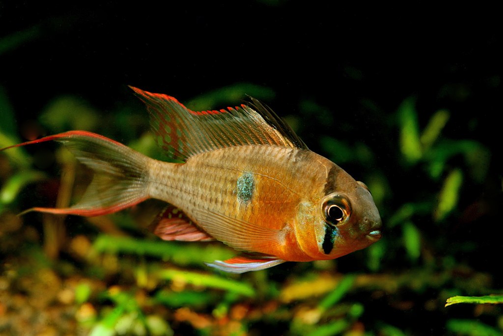 Ramirezka bolívijská (Mikrogeophagus altispinosus) — samec, detail sfarbenia a čierneho pásu cez oko