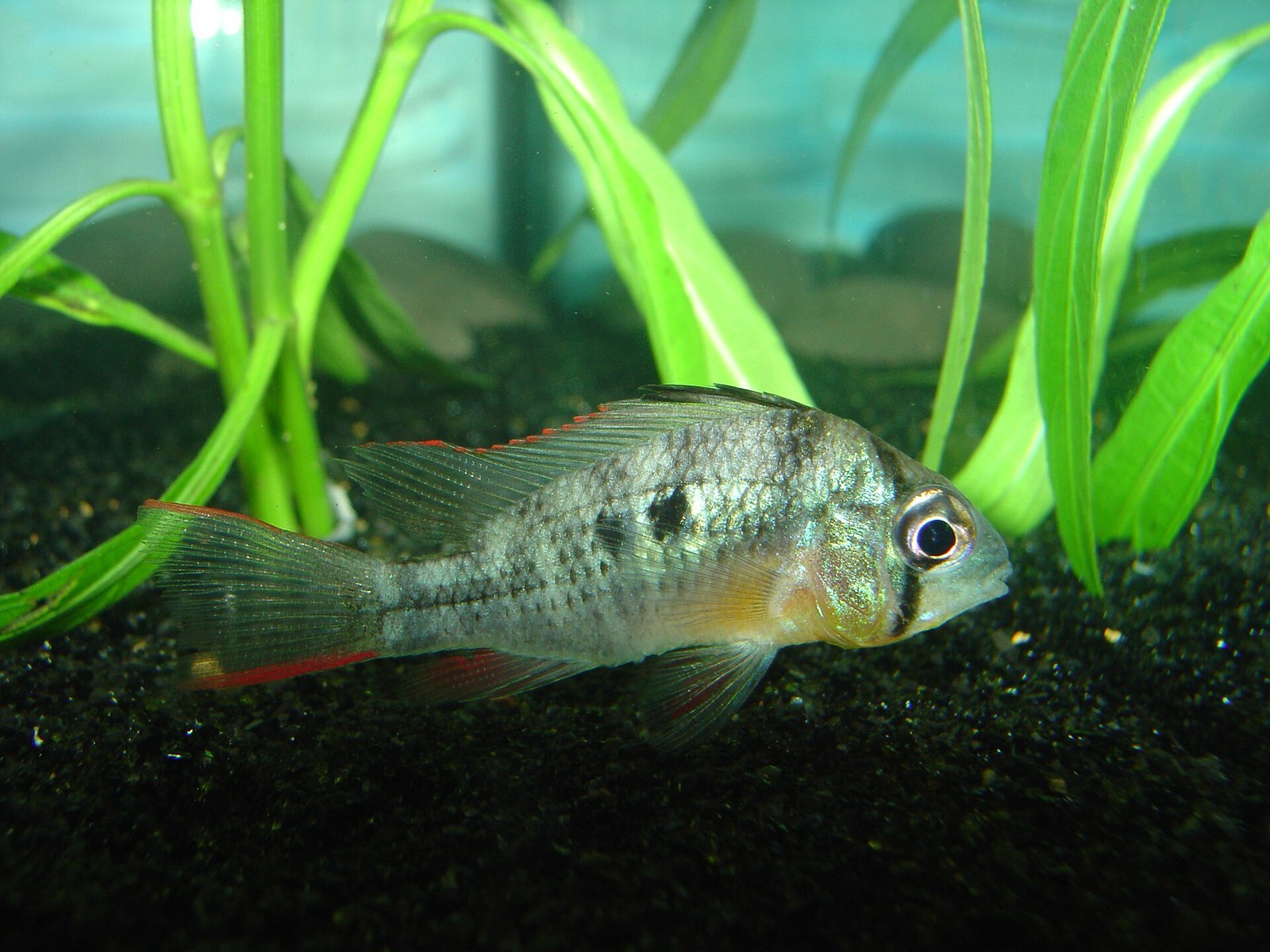 Ramirezka bolívijská (Mikrogeophagus altispinosus) — celé telo a plutvy v akváriu