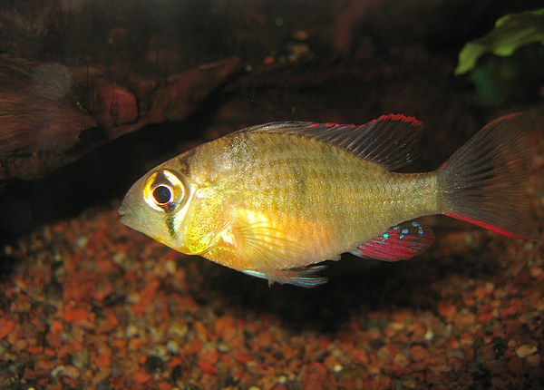 Ramirezka bolívijská (Mikrogeophagus altispinosus) — dospelý jedinec, pohľad zo strany