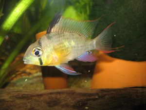 Ramirezka bolívijská (Mikrogeophagus altispinosus) — detail tela a chrbtovej plutvy