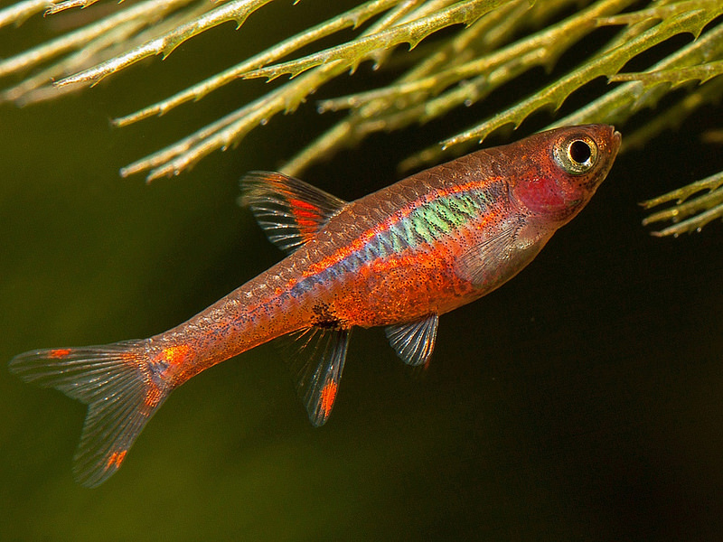 Rasbora chili