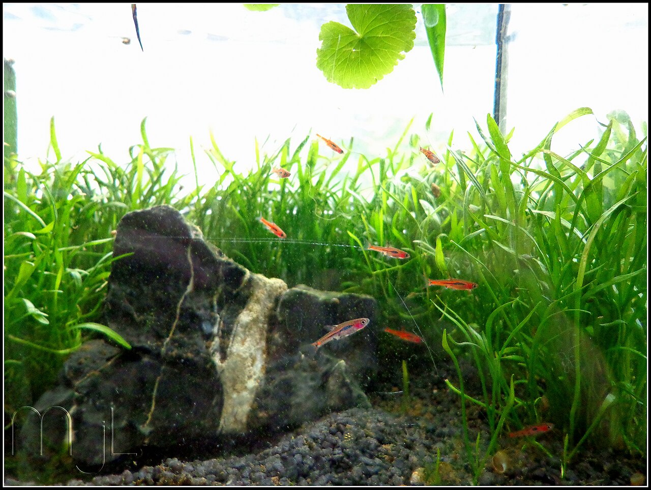 Rasbora chili (Boraras brigittae) — bočný pohľad na sfarbeného jedinca